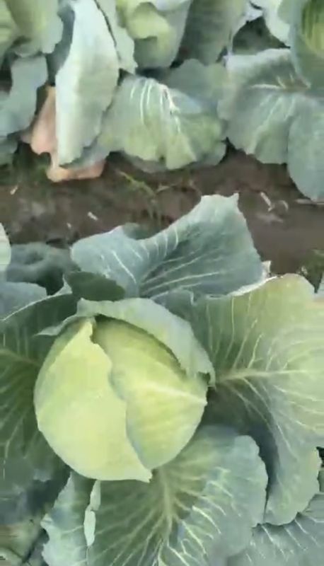 Капуста