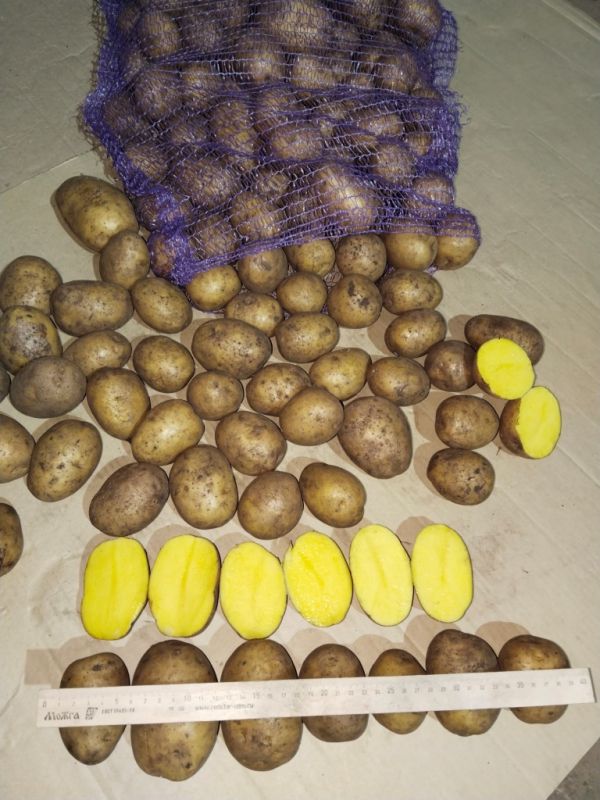 Картофель