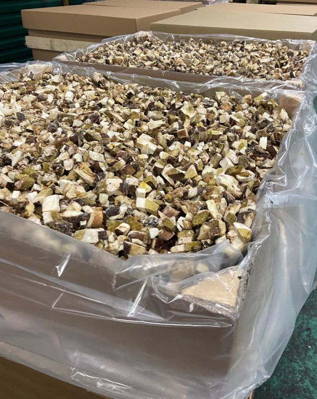 Белый гриб