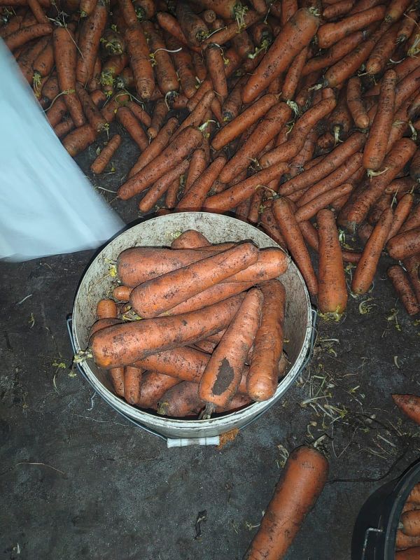 Морковь