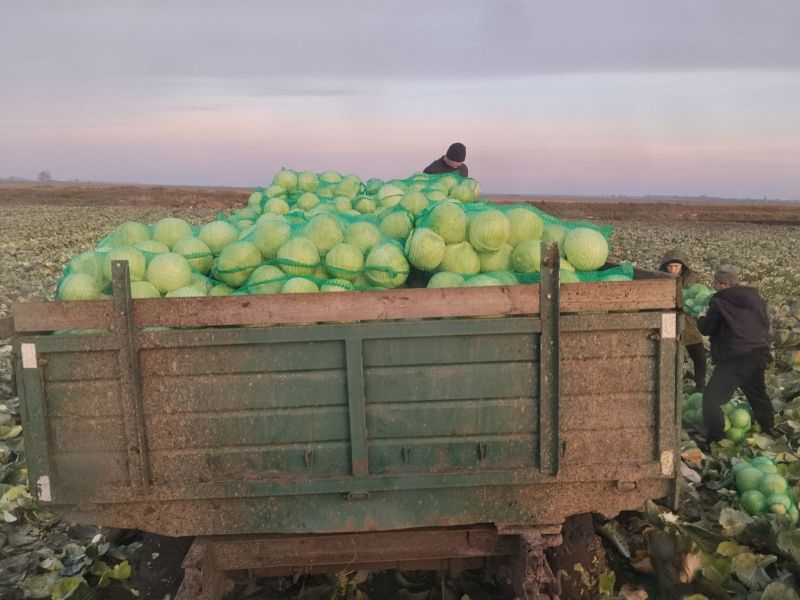 Капуста