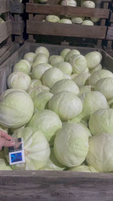 Капуста