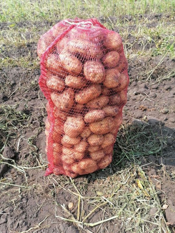 Картофель
