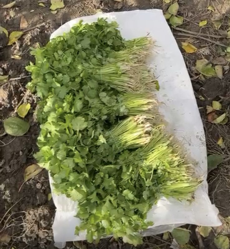 Кинза