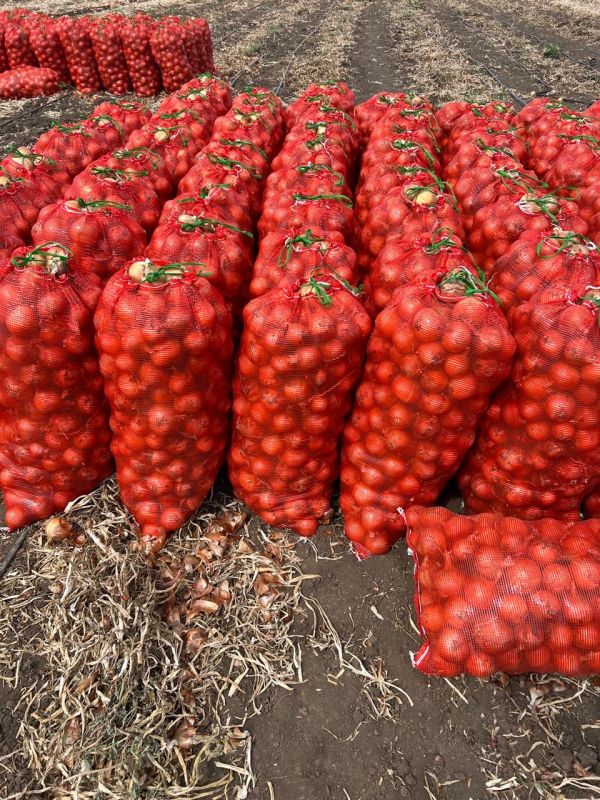 Лук