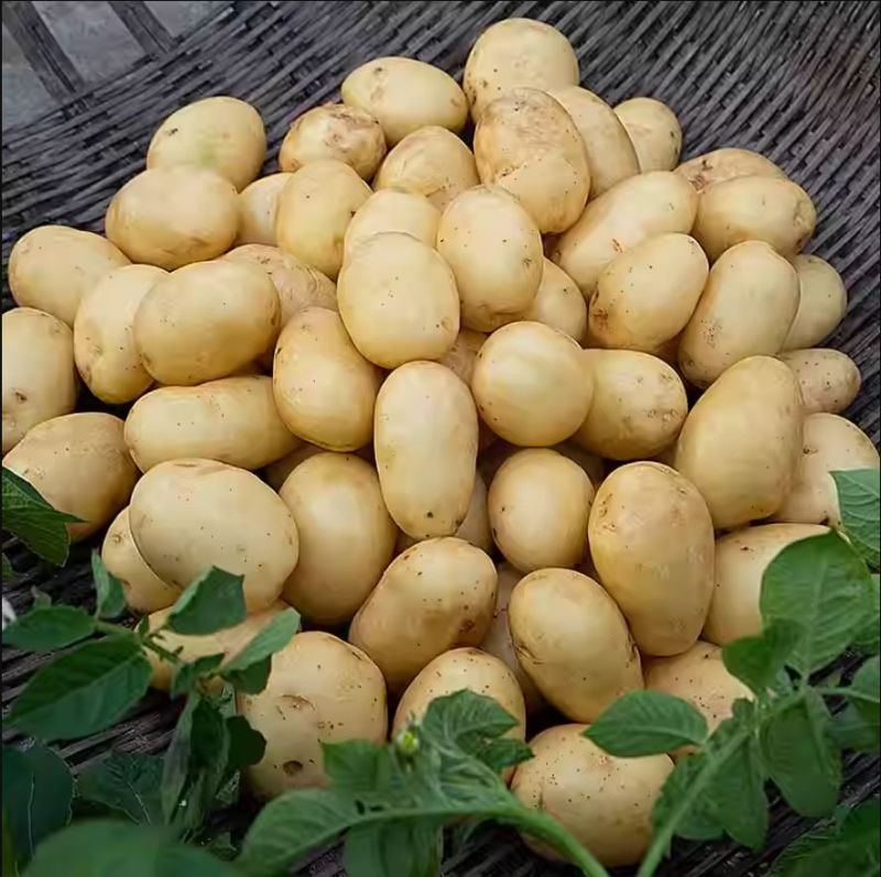 Картофель