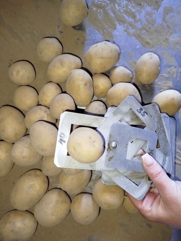 Картофель