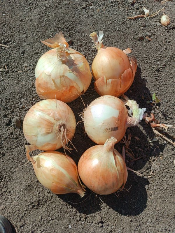 Лук