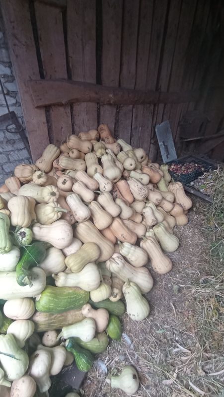 Тыква