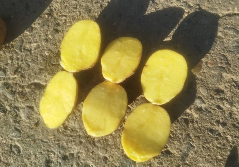 Картофель