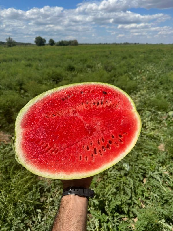 Арбуз