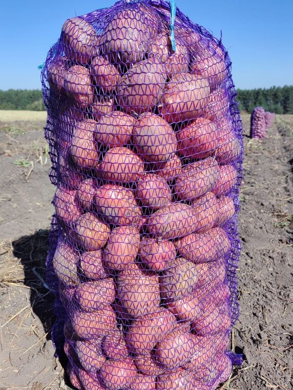Картофель