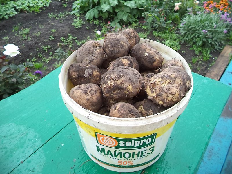 Картофель