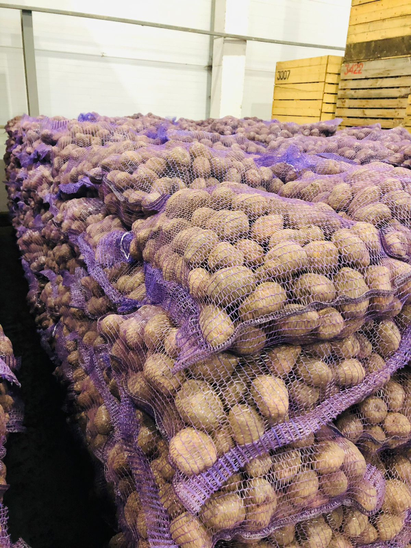 Картофель