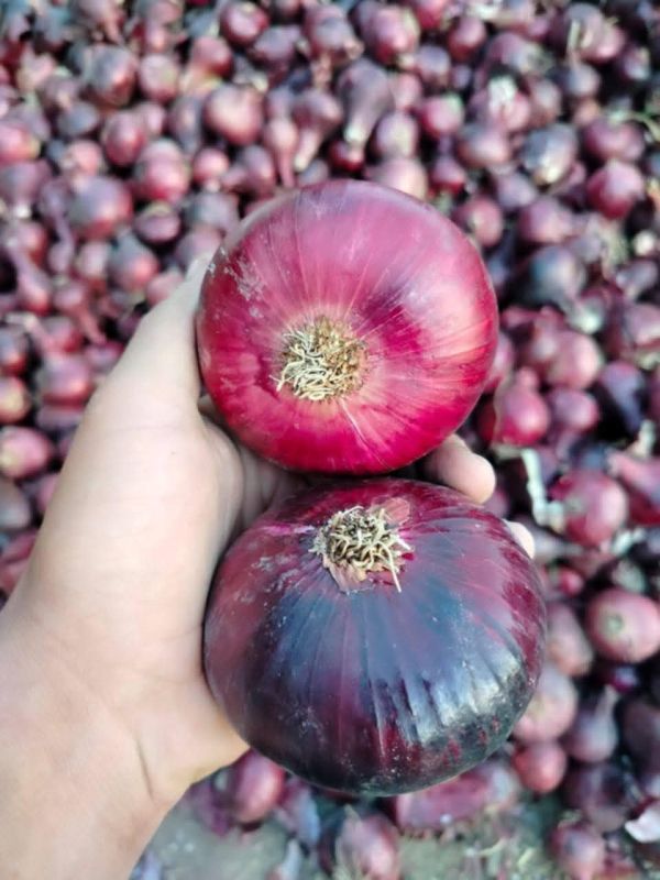 Лук